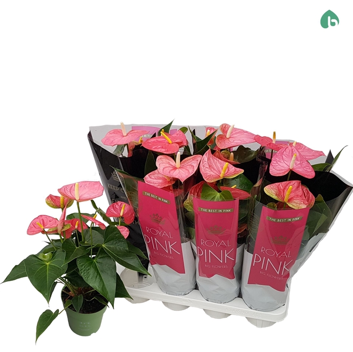 <h4>Anthurium andr. 'Colorado'</h4>