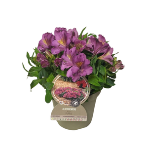 Alstroemeria Inca Collection (gemengd)