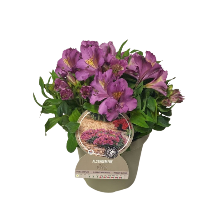 <h4>Alstroemeria Inca Collection (gemengd)</h4>
