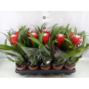 Guzmania  'Hope'