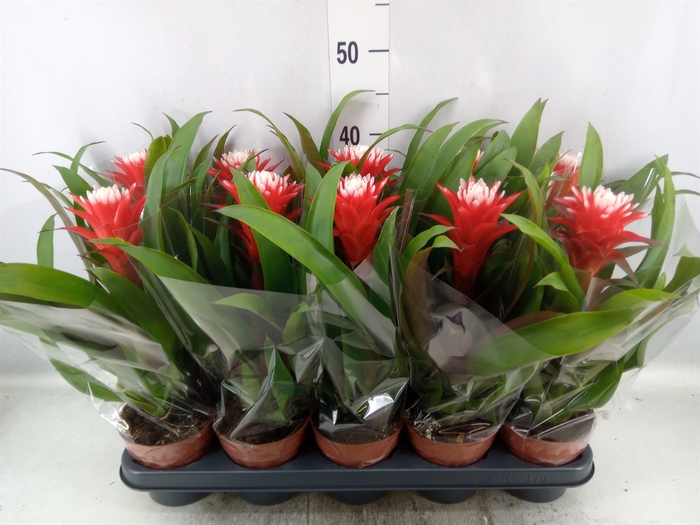 <h4>Guzmania  'Hope'</h4>