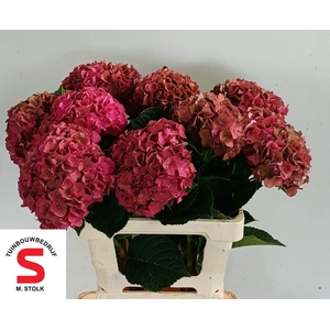HORT MACROPHYLLA LAVA (CLASSIC)