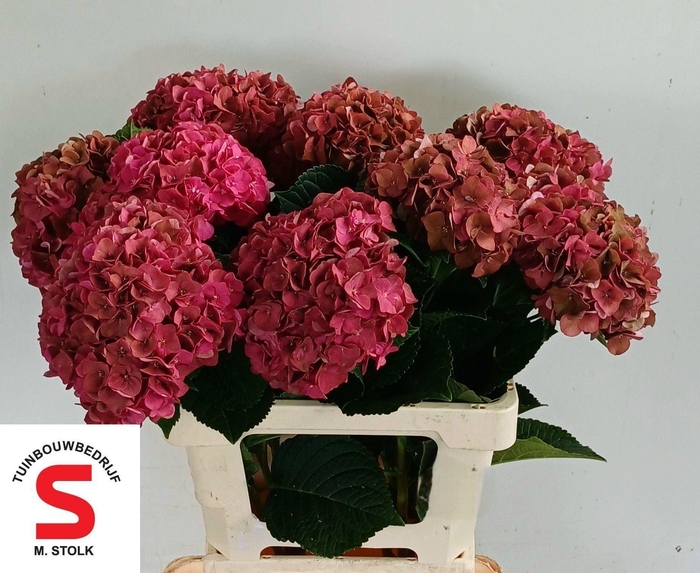 <h4>HORT MACROPHYLLA LAVA (CLASSIC)</h4>