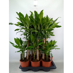 Dracaena frag. 'Steudneri'