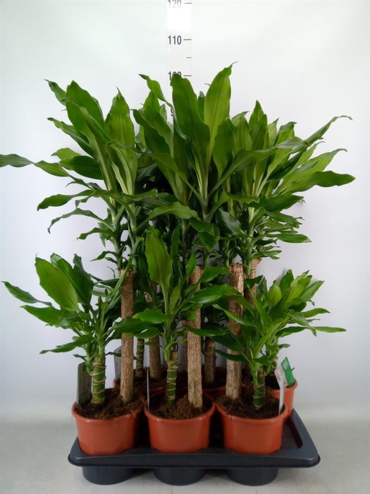 <h4>Dracaena frag. 'Steudneri'</h4>