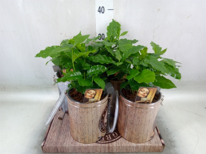 <h4>Planten  ..in schaal L%</h4>