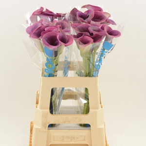 Calla Promise | Dubbelbloemig