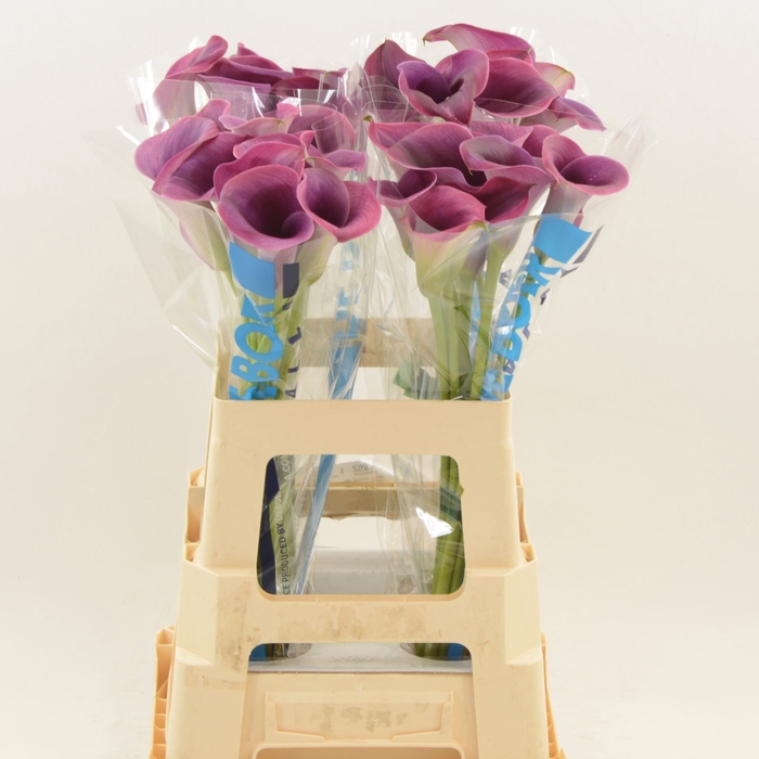 Calla Promise | Dubbelbloemig