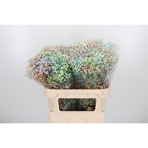 Gypsophila Kleurbehandeld
