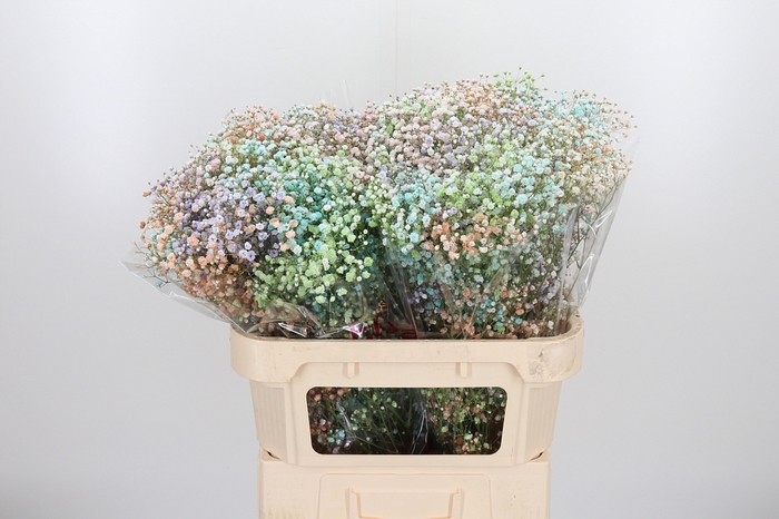 <h4>Gypsophila Kleurbehandeld</h4>