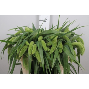 Setaria It Voll Melk