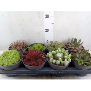 Sempervivum   ...