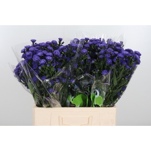 Aster Dark Milka