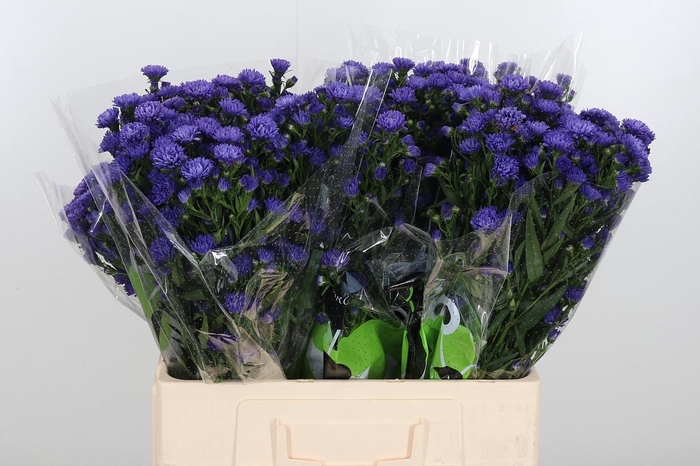 <h4>Aster Dark Milka</h4>