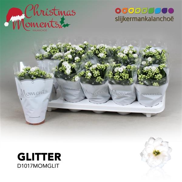 <h4>Kalanchoe blossfeldiana gevuld 'Skydive'</h4>