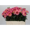 Dahlia Esli