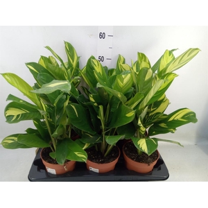 Ctenanthe pilosa 'Mosaic'