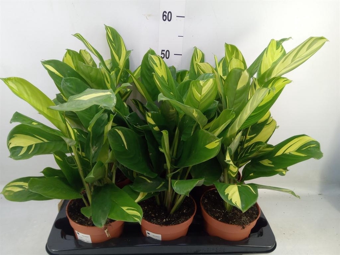 <h4>Ctenanthe pilosa 'Mosaic'</h4>
