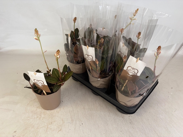 <h4>LUD DISCOLOR</h4>