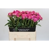 Paeonia Glory Hallelujah