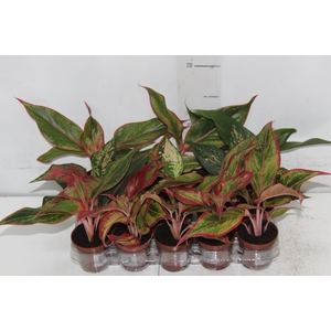 AGLAONEMA VARIADA P06