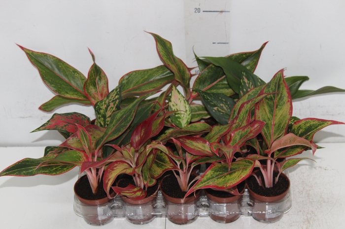 <h4>AGLAONEMA VARIADA P06</h4>