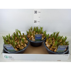 Muscari  'Big Smile'