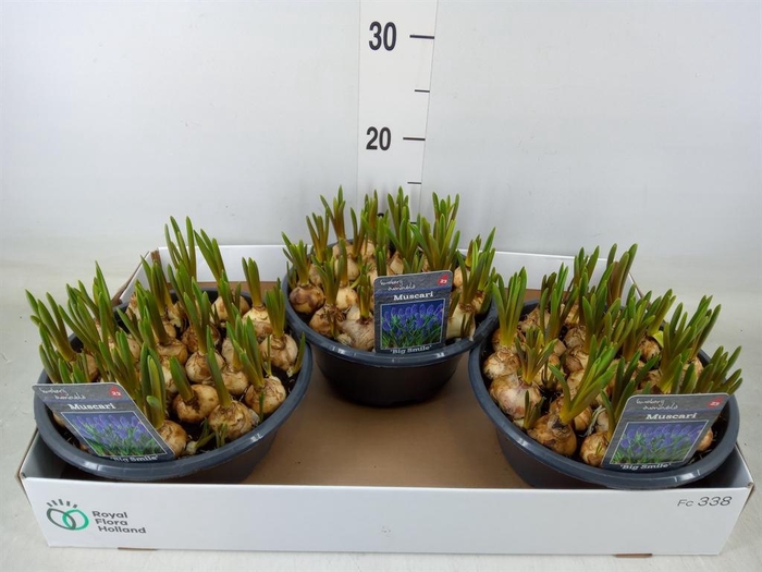 <h4>Muscari  'Big Smile'</h4>