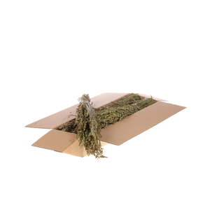 Bromus Secalinus Sb Natural Green
