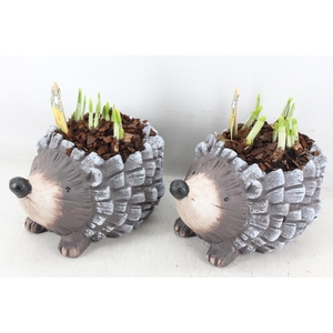 arr4 Narcis PL - Keramiek egel