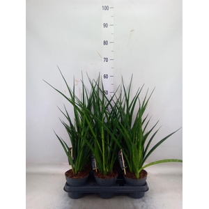 Sansevieria kirkii 'Friends'