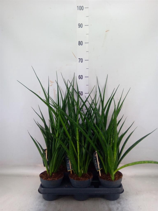 Sansevieria kirkii 'Friends'