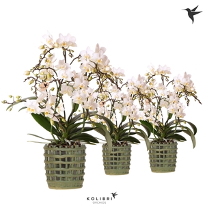 Kolibri Orchids Phalaenopsis Botanic 4 spike in Mesh pot green