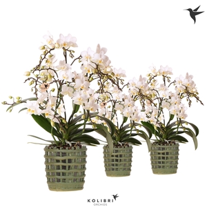 Kolibri Orchids Phalaenopsis Botanic 4 spike in Mesh pot green