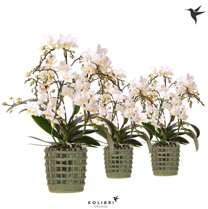 <h4>Kolibri Orchids Phalaenopsis Botanic 4 spike in Mesh pot green</h4>