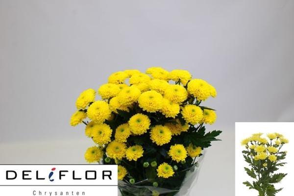 <h4>CHR T LIMONCELLO</h4>