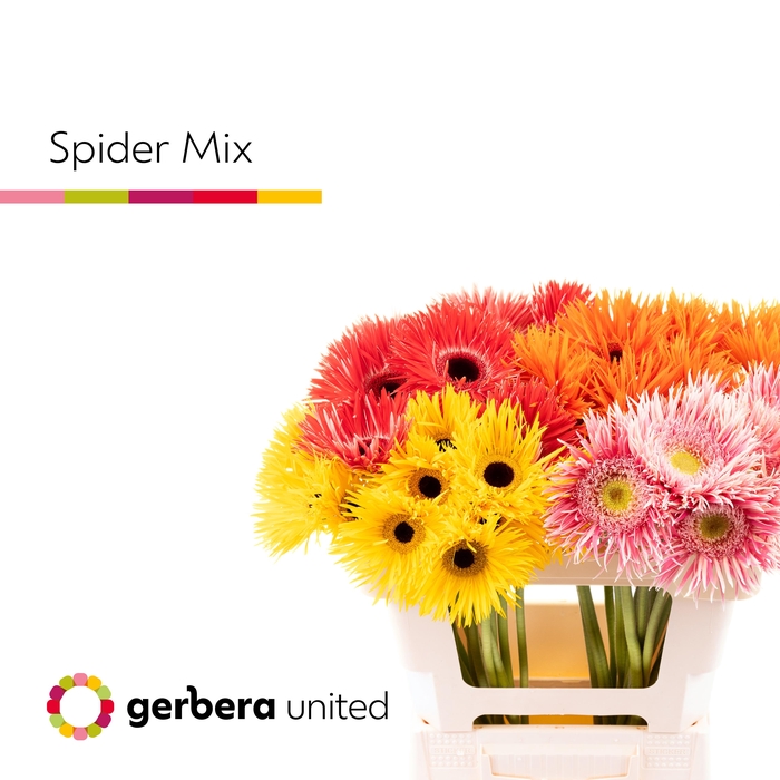 <h4>Gerbera Spider Mix Spider Water x40</h4>