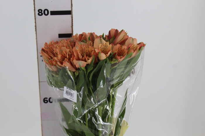 <h4>ALSTROEMERIA CANYON 080 CM</h4>