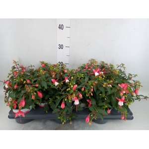 Fuchsia  'Bella Fuchsia Hilda'