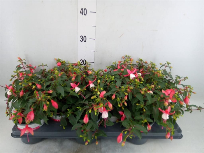 <h4>Fuchsia  'Bella Fuchsia Hilda'</h4>