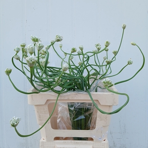 ALLIUM OV