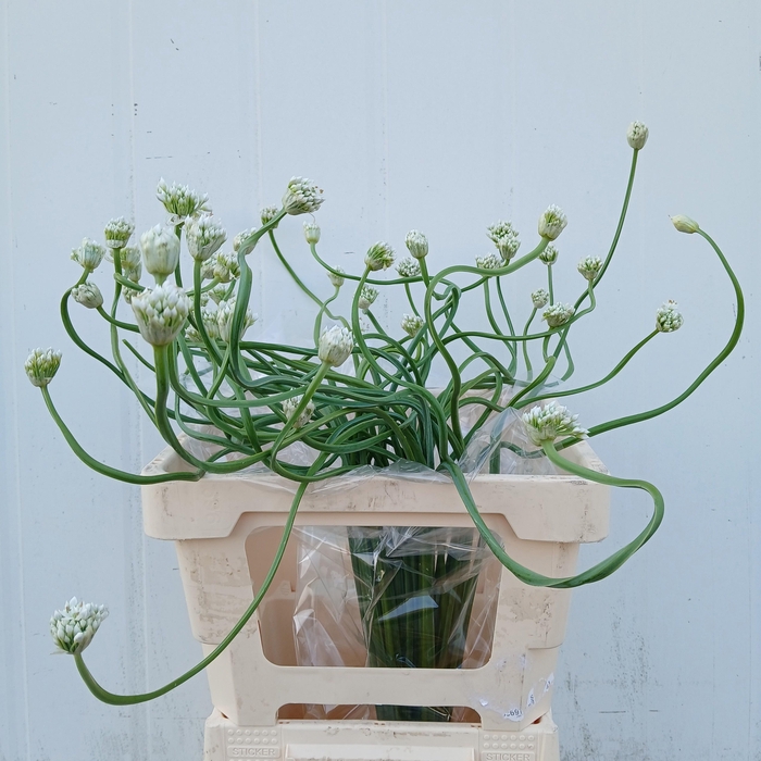 <h4>ALLIUM OV</h4>
