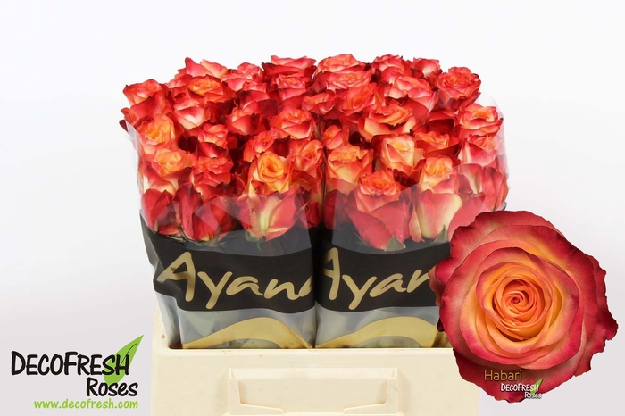 <h4>R Gr Habari Extra Ayana</h4>