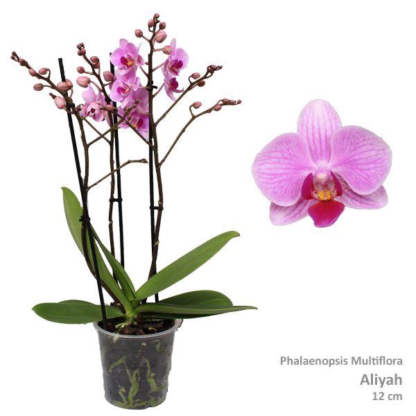 <h4>Phal. Multiflora "Aliyah" 3-tak</h4>