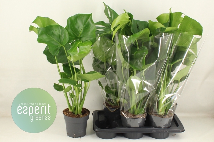 <h4>MONSTERA DELICIOSA</h4>