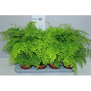 Adiantum Ra Fragrans