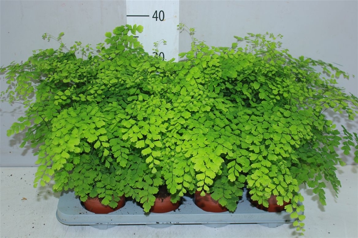 <h4>Adiantum Ra Fragrans</h4>