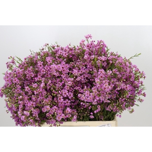 Chamelaucium Niek's Pride