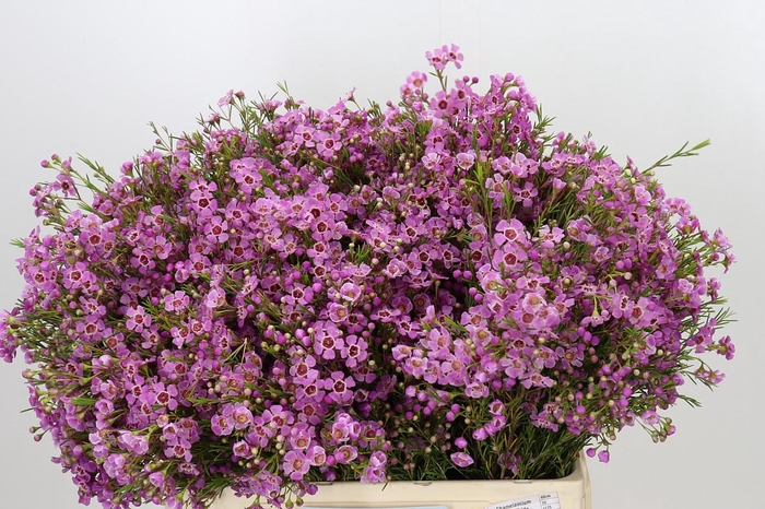 <h4>Chamelaucium Niek's Pride</h4>