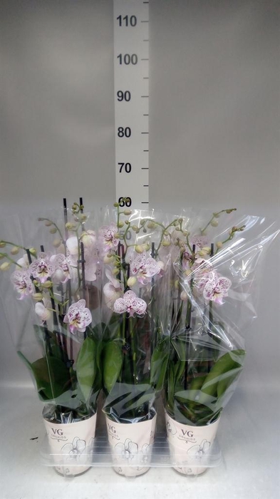 <h4>Phalaenopsis   ...</h4>